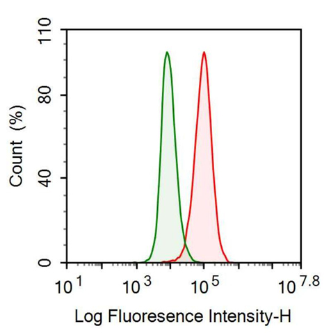 Anti-Filamin C Gamma (FLNC) Monoclonal Antibody