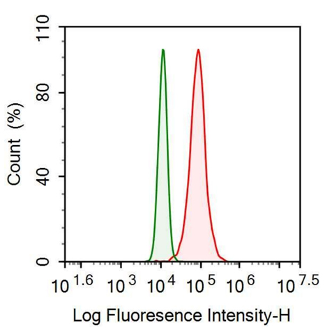 Anti-Heat Shock Protein Beta 6 (HSPb6) Monoclonal Antibody