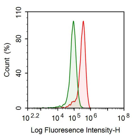 Anti-Ankyrin Repeat Domain Protein 1 (ANKRD1) Polyclonal Antibody