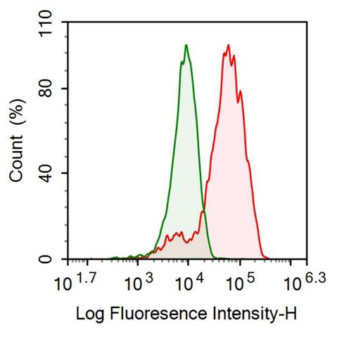 Anti-Ubiquitin Carboxyl Terminal Hydrolase L1 (UCHL1) Polyclonal Antibody