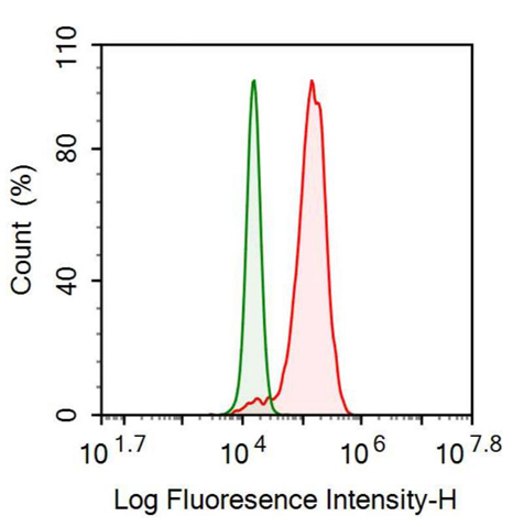 Anti-Cystatin 6 (CST6) Monoclonal Antibody