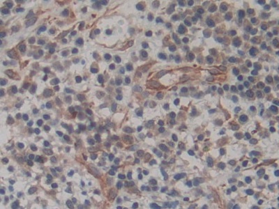 Biotin-Linked Monoclonal Antibody to Amphiregulin (AREG)