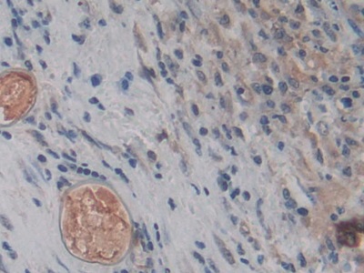 Biotin-Linked Monoclonal Antibody to Amphiregulin (AREG)