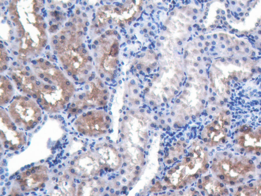 Biotin-Linked Polyclonal Antibody to Bone Morphogenetic Protein 4 (BMP4)