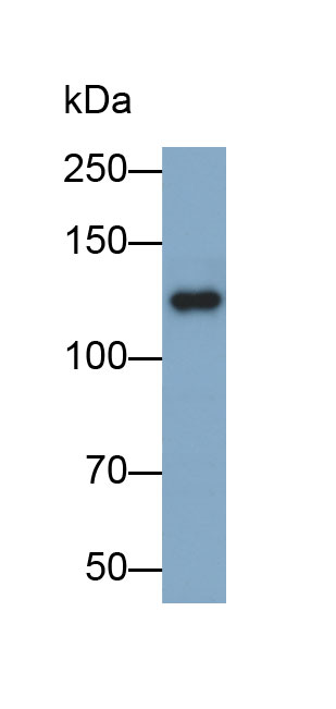 Biotin-Linked Polyclonal Antibody to E-cadherin