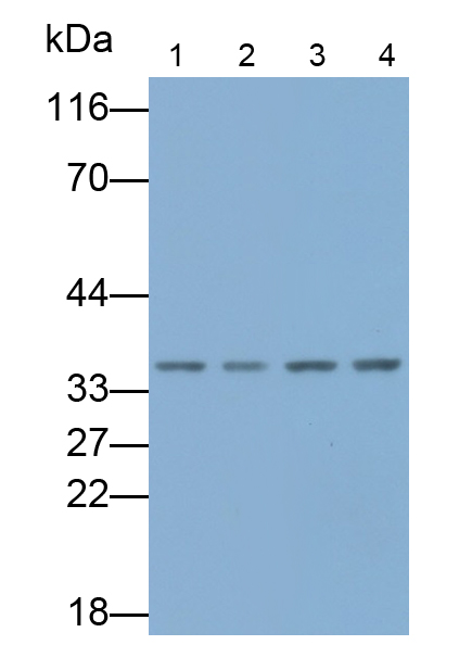 Biotin-Linked Polyclonal Antibody to Hepatocyte Growth Factor (HGF)