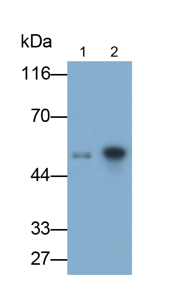 FITC-Linked Polyclonal Antibody to Glial Fibrillary Acidic Protein (GFAP)
