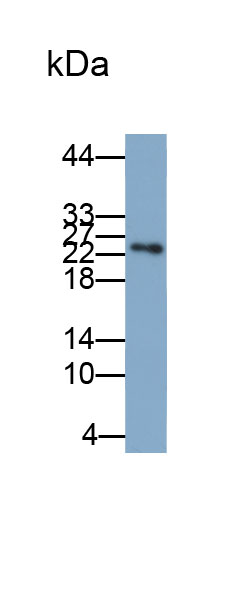 Biotin-Linked Polyclonal Antibody to Interleukin 6 (IL6)