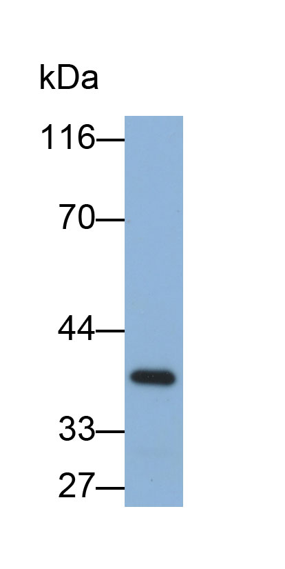 Biotin-Linked Polyclonal Antibody to Plasminogen Activator, Urokinase Receptor (uPAR)