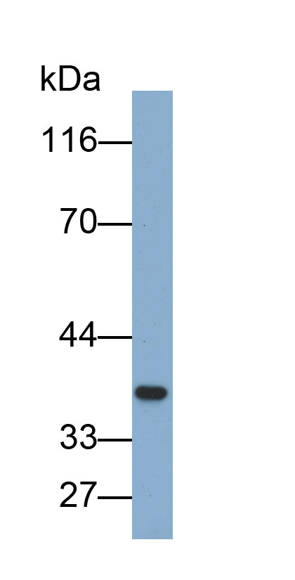 Biotin-Linked Polyclonal Antibody to Annexin V (ANXA5)