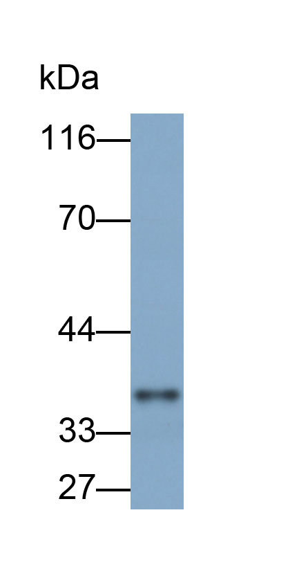 Biotin-Linked Polyclonal Antibody to Annexin V (ANXA5)