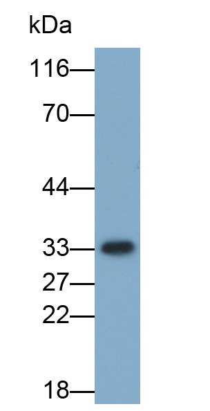 Biotin-Linked Monoclonal Antibody to Annexin V (ANXA5)