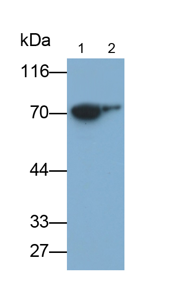 Biotin-Linked Polyclonal Antibody to Heat Shock 70kDa Protein 1B (HSPA1B)