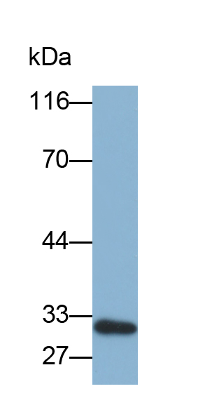 Biotin-Linked Polyclonal Antibody to Galectin 3 (GAL3)