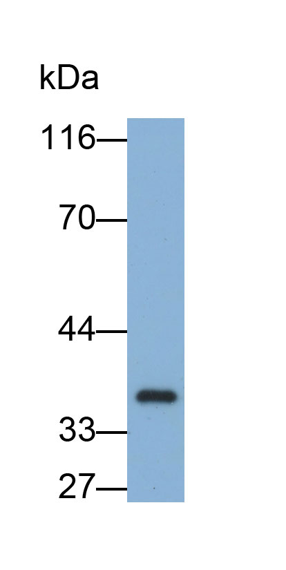 Biotin-Linked Polyclonal Antibody to Galectin 4 (GAL4)