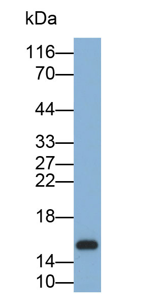 Biotin-Linked Polyclonal Antibody to Galectin 7 (GAL7)