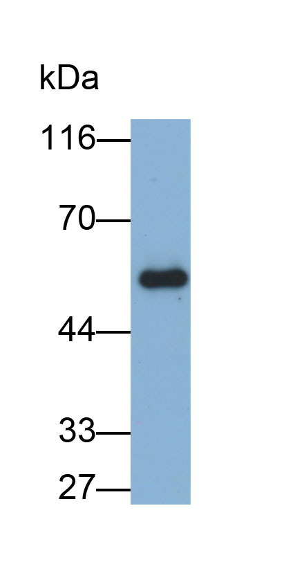 Biotin-Linked Polyclonal Antibody to Apolipoprotein H (APOH)