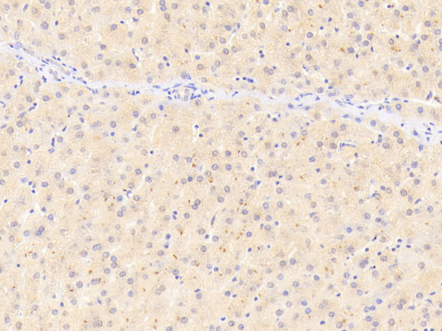 Biotin-Linked Polyclonal Antibody to Protein Kinase C Delta (PKCd)