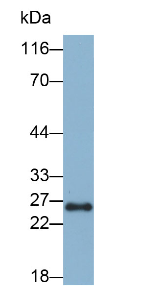 Biotin-Linked Polyclonal Antibody to Glutathione S Transferase Alpha 1 (GSTa1)