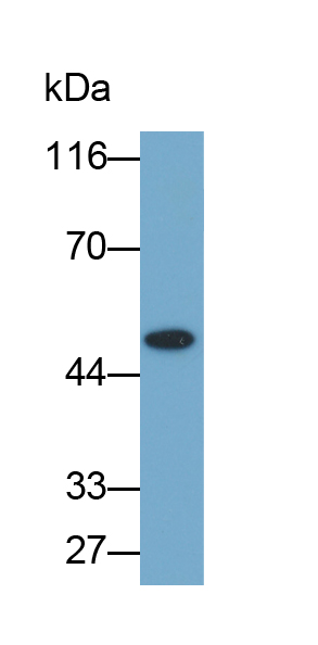 Biotin-Linked Polyclonal Antibody to Visceral Adipose Tissue Derived Serine Protease Inhibitor (Vaspin)