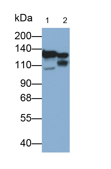 FITC-Linked Polyclonal Antibody to Desmoglein 1 (DSG1)