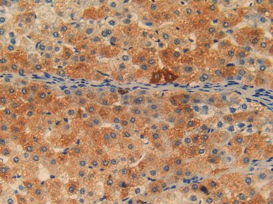 Biotin-Linked Polyclonal Antibody to Complement 1q (C1q)