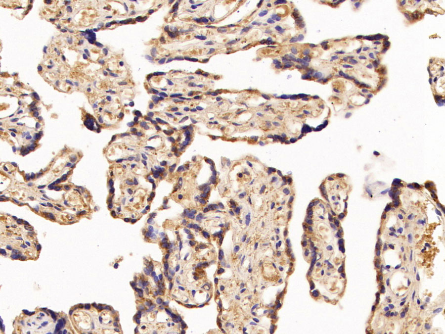 Biotin-Linked Polyclonal Antibody to Pregnancy Associated Plasma Protein A (PAPPA)