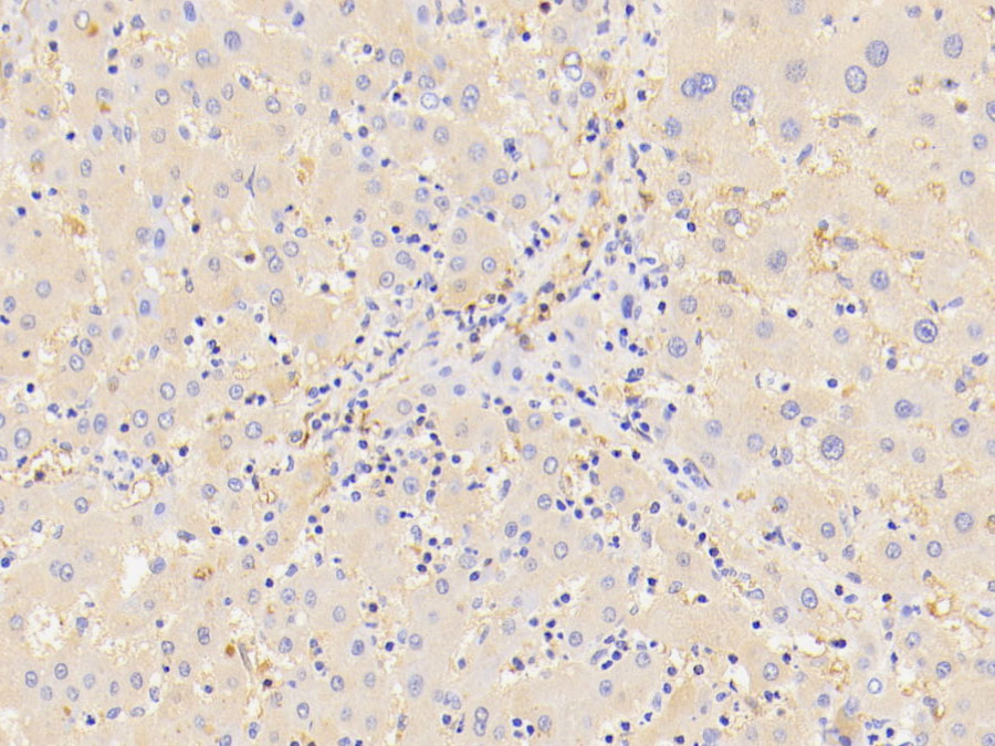 Biotin-Linked Polyclonal Antibody to Alpha-2-Macroglobulin (a2M)