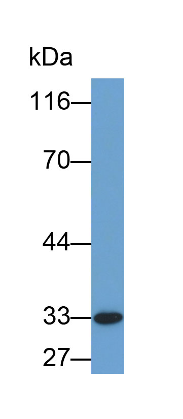 Biotin-Linked Polyclonal Antibody to Glypican 1 (GPC1)