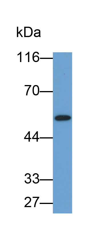 Biotin-Linked Polyclonal Antibody to Vimentin (VIM)