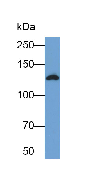 Biotin-Linked Polyclonal Antibody to Integrin Beta 1 (ITGb1)