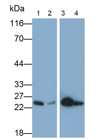 HRP-Linked Polyclonal Antibody to Glutathione S Transferase Pi (GSTp)