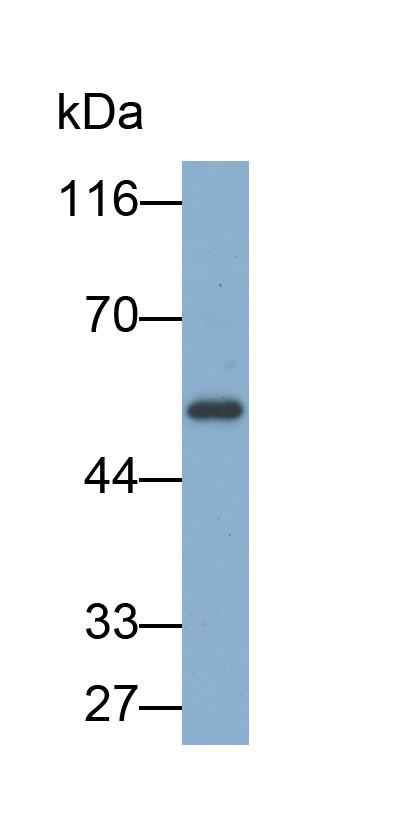 Biotin-Linked Polyclonal Antibody to V-Myc Myelocytomatosis Viral Oncogene Homolog (MYC)