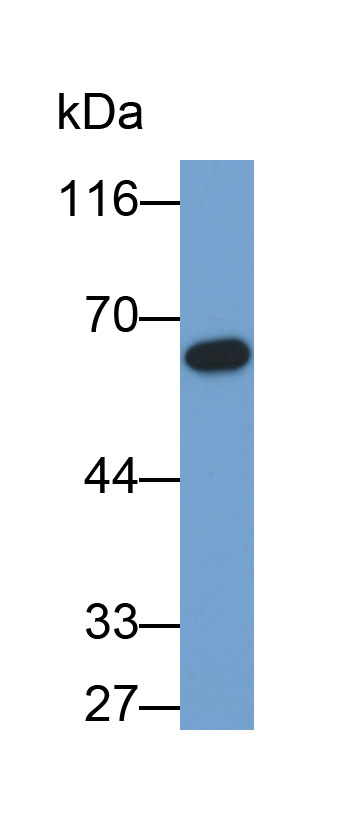 Biotin-Linked Polyclonal Antibody to Interferon Alpha/Beta Receptor 1 (IFNa/bR1)