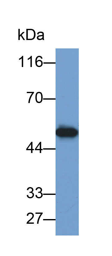Biotin-Linked Polyclonal Antibody to Enolase 1 (ENO1)