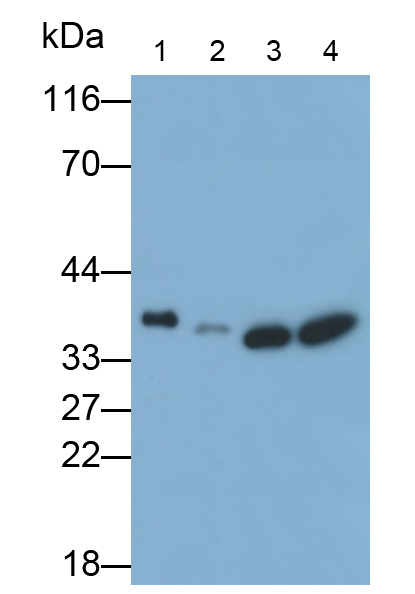 Biotin-Linked Polyclonal Antibody to Lactate Dehydrogenase B (LDHB)