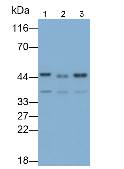 APC/Cy7-Linked Polyclonal Antibody to Caspase 4 (CASP4)