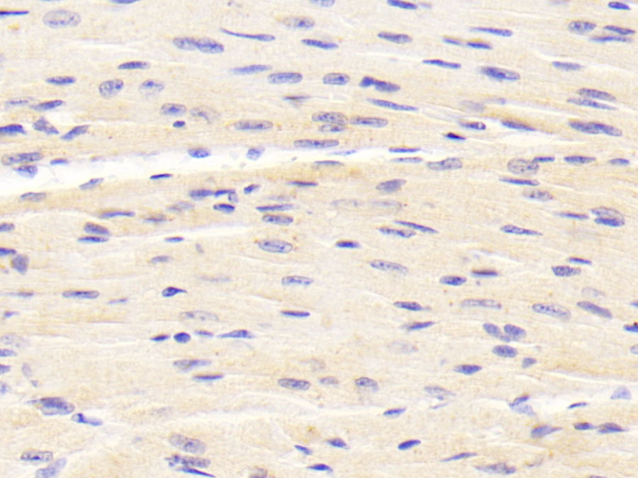 Biotin-Linked Polyclonal Antibody to Beta Secretase 2 (BACE2)
