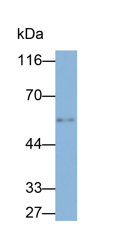 Biotin-Linked Polyclonal Antibody to Beta Secretase 2 (BACE2)