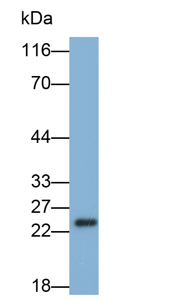 Biotin-Linked Polyclonal Antibody to Glutathione S Transferase Alpha 5 (GSTa5)