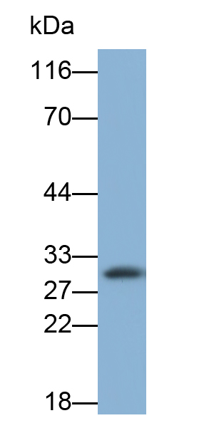 FITC-Linked Polyclonal Antibody to Syndecan 1 (SDC1)