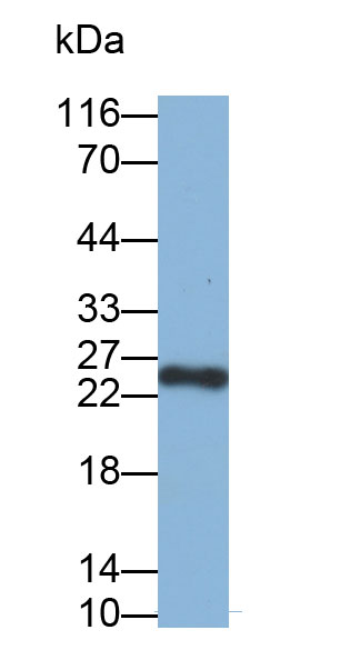 Biotin-Linked Polyclonal Antibody to Interleukin 33 (IL33)
