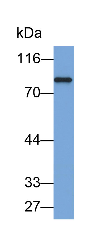 Biotin-Linked Polyclonal Antibody to Zyxin (ZYX)