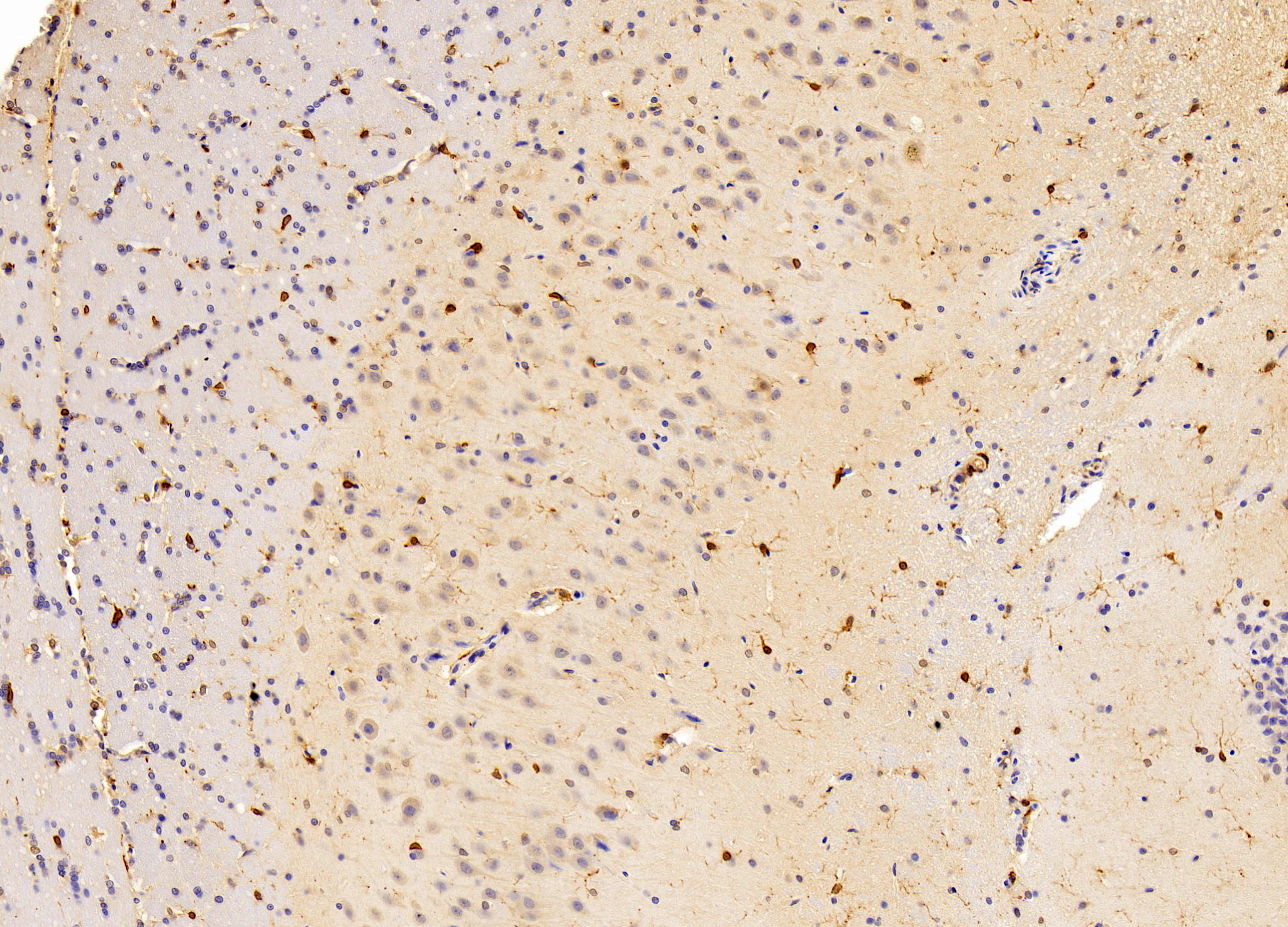 Biotin-Linked Polyclonal Antibody to Allograft inflammatory factor 1 (AIF1)