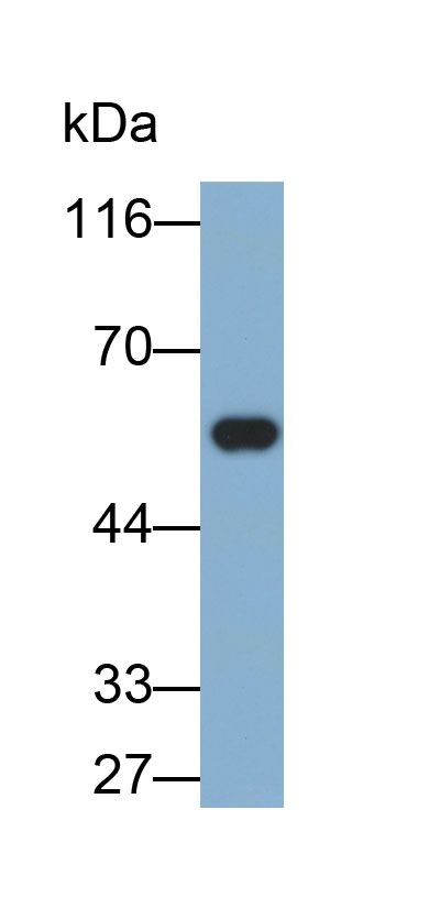Biotin-Linked Polyclonal Antibody to Cytochrome P450 1A2 (CYP1A2)