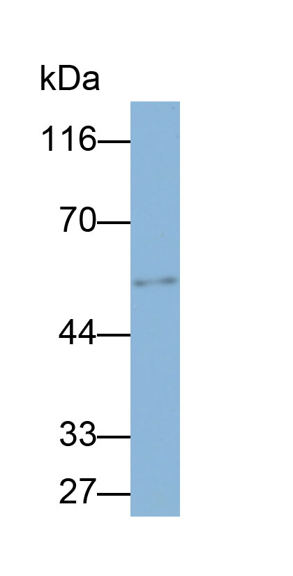 Biotin-Linked Polyclonal Antibody to Tubulin Beta 3 (TUBb3)