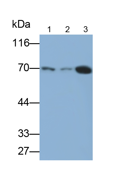 PE-Linked Polyclonal Antibody to Transketolase (TKT)