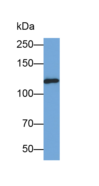 Biotin-Linked Polyclonal Antibody to Inter Alpha-Globulin Inhibitor H4 (ITIH4)