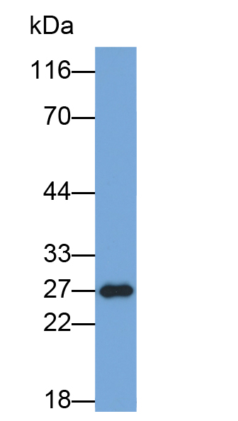 Biotin-Linked Polyclonal Antibody to V-Ral Simian Leukemia Viral Oncogene Homolog A (RALA)