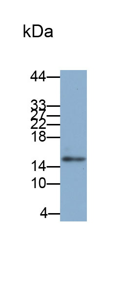 Biotin-Linked Polyclonal Antibody to Histone Cluster 1, H2aa (HIST1H2AA)